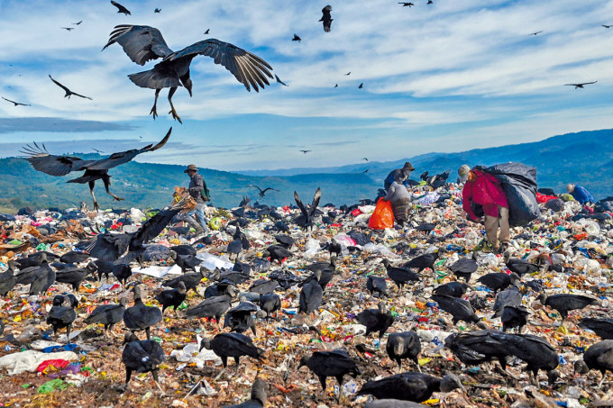 贫民在垃圾场拾荒之际，有秃鹰从空中俯冲而下抢食。