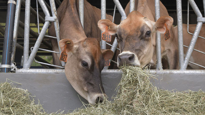 城大农场今日启用，24只娟姗牛已于上月由澳洲运抵。