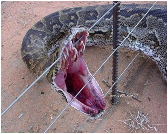 非洲岩蟒蛇。網上圖片