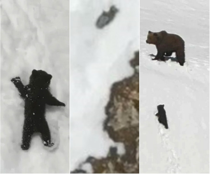小熊偕熊媽媽爬雪山被無人機嚇倒墮崖後成功登頂。網上圖片