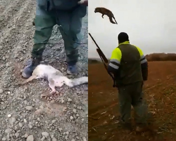 一名猎人虐待狐狸，将其抛高又踩头致半死。网图