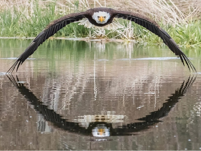 白头鹰正面对著镜头低飞，左右翅膀伸到尽，翼尖刚好触到水面，水中出现翅膀的倒影。 网上图片