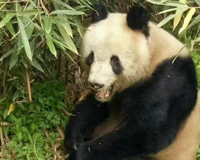 四川大熊猫「草草」成功与野生雄性大熊猫交配。网上图片