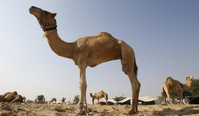 衞生防护中心呼吁市民避免接触骆驼。(路透社资料图片)