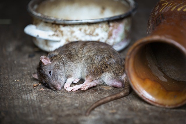 疫情来临导致饿晕老鼠。网图