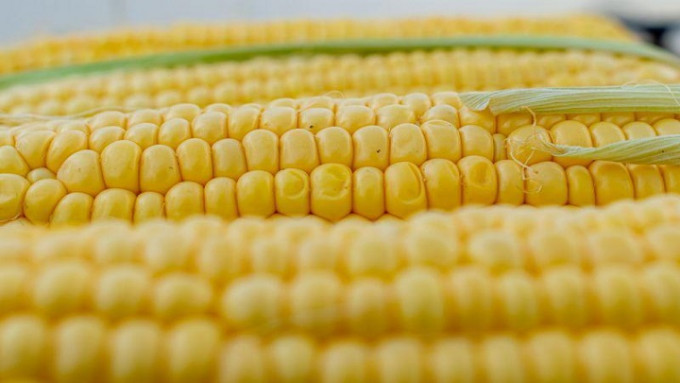 摩通料烏克蘭今年玉米產量降40%