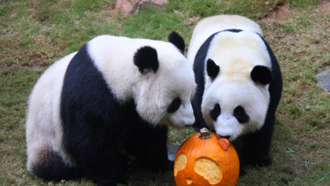 中央送赠大熊猫 旅议会感谢对特区关心：过往两对熊猫是「集体回忆」伴港人成长