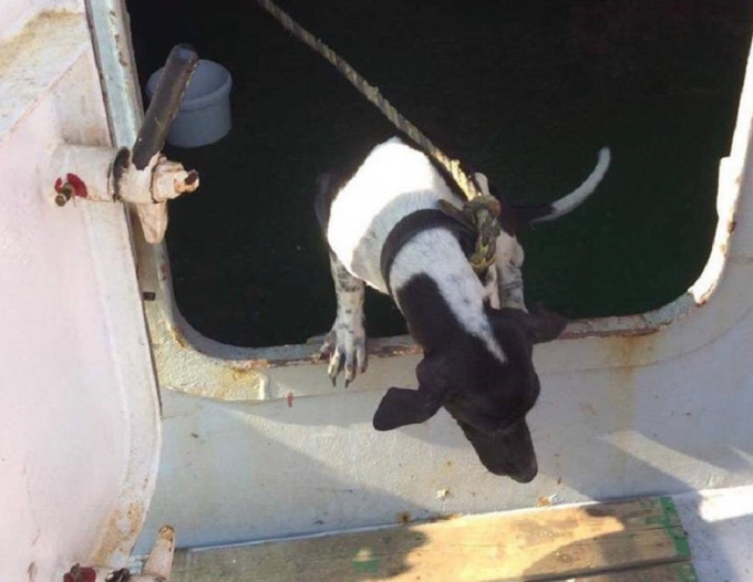 早前泰国搭货船来港一只小狗被渔护署带走及人道毁灭。网上图片