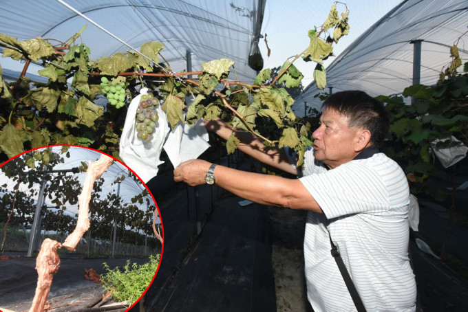 種植在近大門的700棵葡萄樹被人一刀斬斷。徐裕民攝