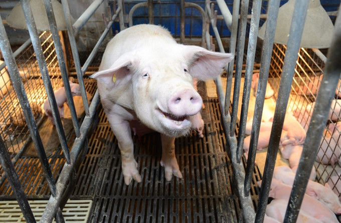 食安中心会对每批送往屠房屠宰的猪只作尿液检测。资料图片