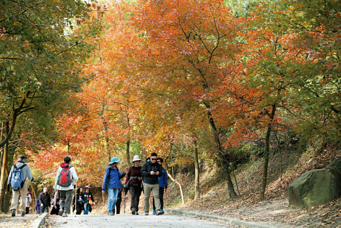 大棠楓香林每年秋冬季都會吸引大批市民觀賞紅葉。資料圖片
