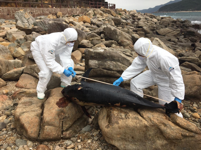 搁浅的江豚身长166 厘米，雄性，暂未能确定死因。