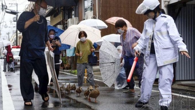 京都街坊和警察齐齐为野鸭一家开路。共同社图片