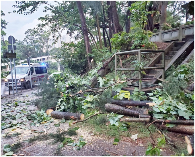 消防到場鋸斷樹枝移離馬路。