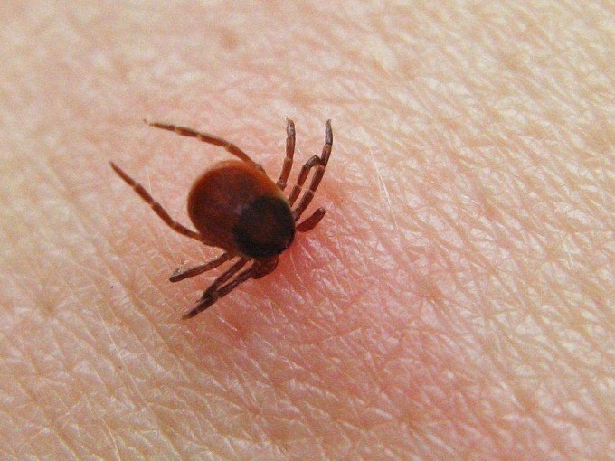 蜱虫叮咬是「新型布尼亚病毒」的主要传播方式，但不排除人传人的可能。