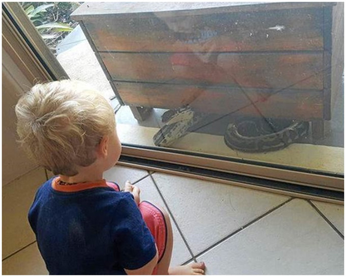 大蟒蛇一度扑向男童，幸好被玻璃阻隔。Megan Manley fb 图片