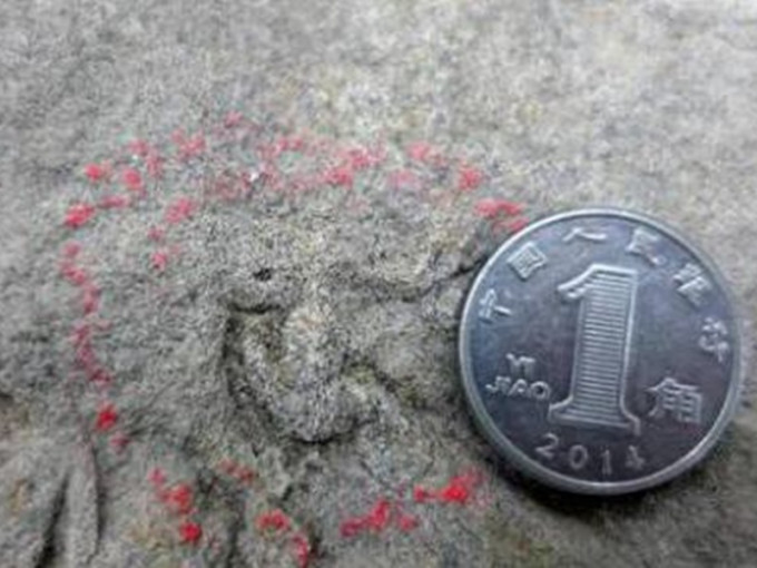 其中一個足印非常小僅長10.2毫米比1角硬幣還小。網圖