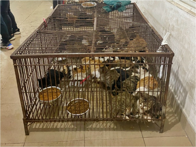 网传江门禽畜市场有商户正在贩卖被盗猫只。网图