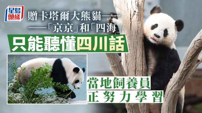 贈卡塔爾兩大熊貓已在卡塔爾多哈正式與公眾見面。新華社