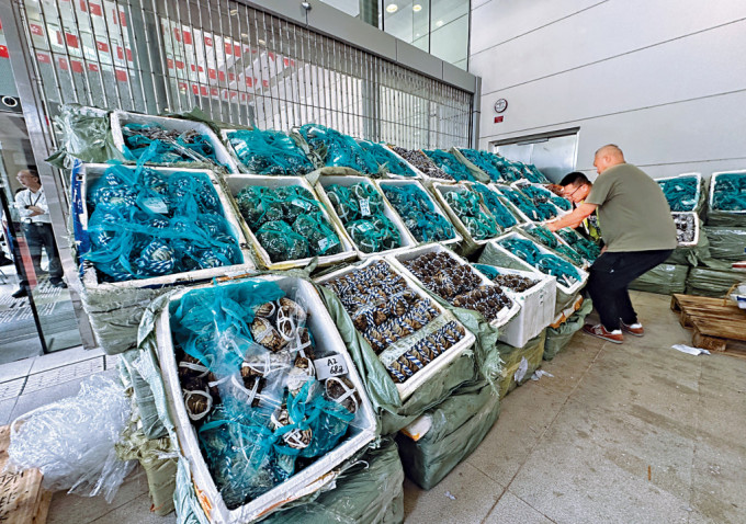 海關破獲有紀錄以來最大宗走私大閘蟹案，並展示行動中檢獲的貨物。