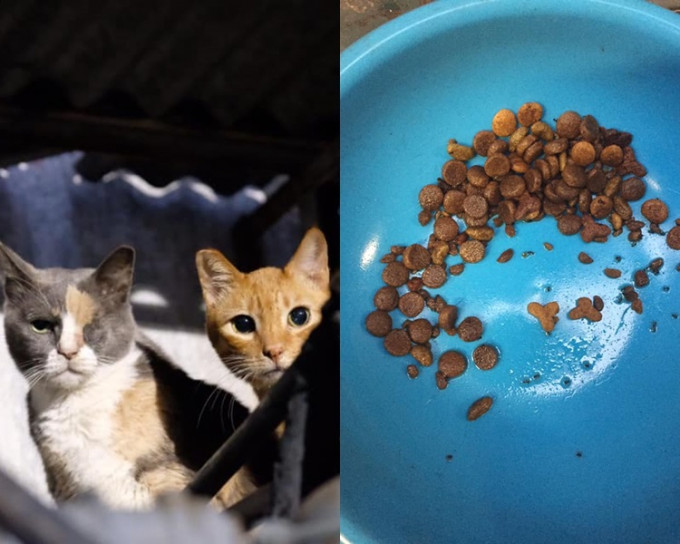 有猫猫的粮食兜疑被人倒火水。Facebook专页「西环猫奴」图片