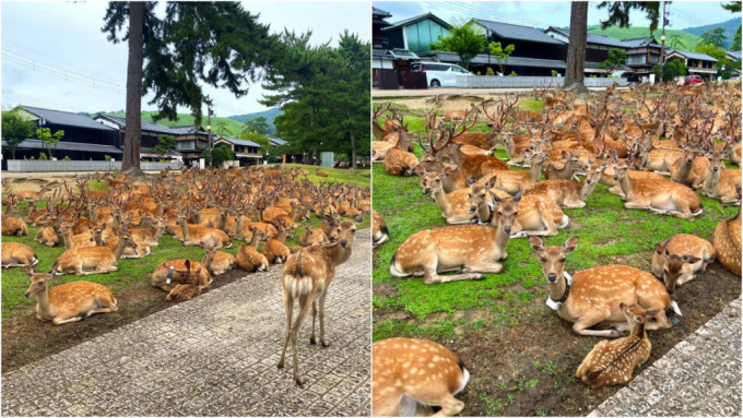有网民发相讲奈良鹿近况，奈良公园内鹿仔逼满草地。twitter图