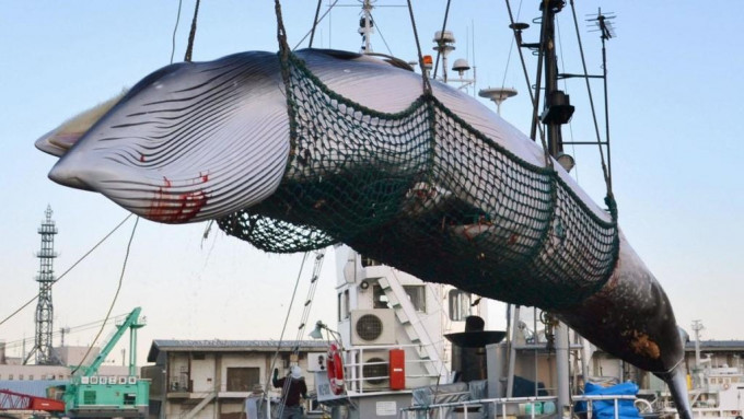 近年冰岛鲸肉出口的需求下降，加上被指没有经济价值，故官方拟于2024年起全面禁止商业捕鲸。资料图片