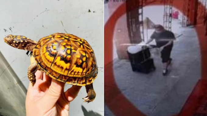 长沙湾店铺宠物龟遇窃 警查天眼拘49岁贼 店主失而复得感谢警方