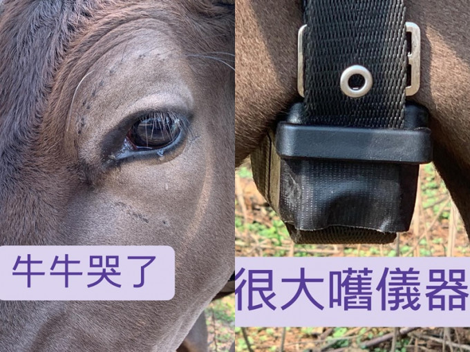 牛隻被戴上GPS頸帶。西貢十四鄉村牛關注組FB圖片
