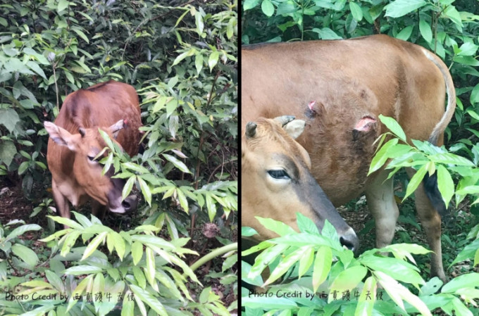 被撞傷的牛女受驚逃走，翌日被發現躲於草叢（圖片：西貢護牛天使）