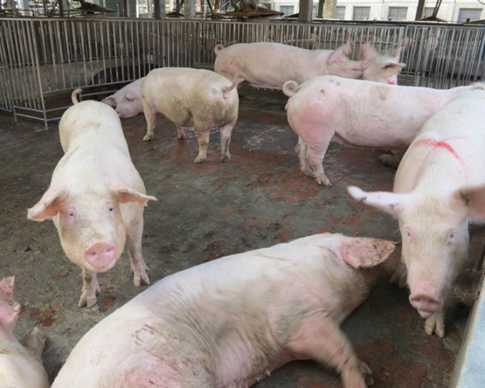 新疆传入首宗非洲猪瘟个案。  资料图片