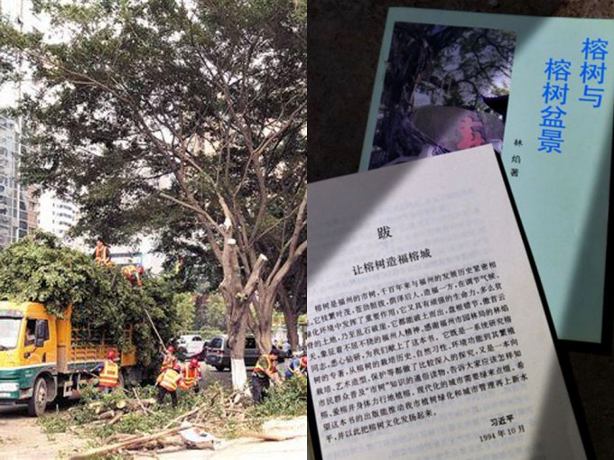广州市去年底砍伐三千多株老榕树，引发中央高层关注。