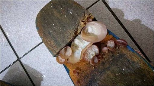 木屐發霉鞋底生菇。網上圖片