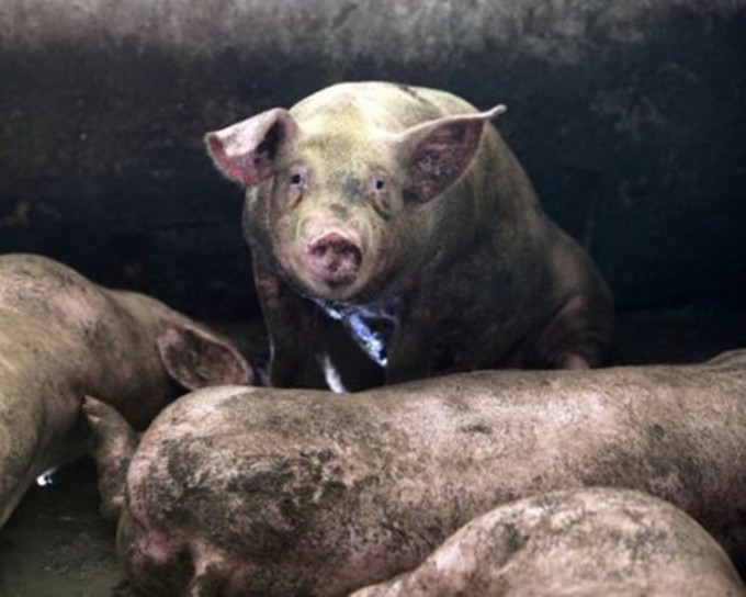 廣東省爆發非洲豬瘟，當局全力保障供港豬隻不受影響。資料圖片