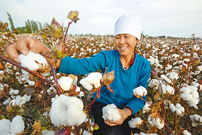 中国指新疆棉农「强逼劳动」指责没有根据。