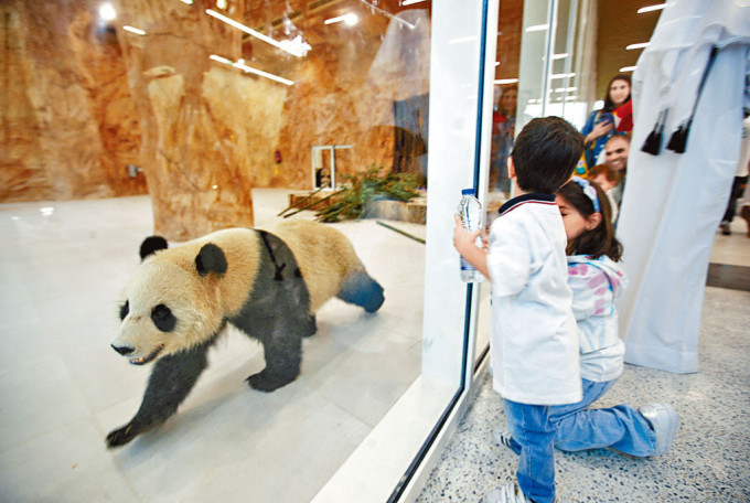 大熊猫运抵卡塔尔，与公众见面。