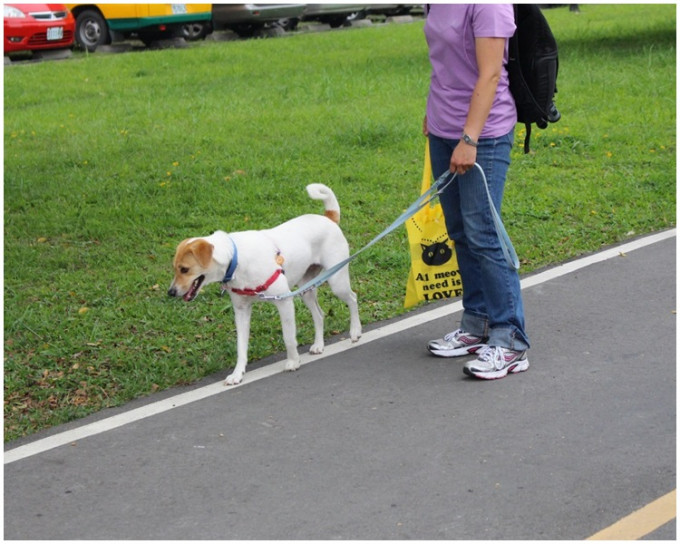 台北地检署引用「动物保护法」中的「狗绳不能太短」而不起诉狗主。网上图片