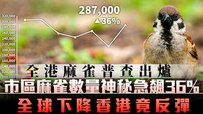 全港市區約有28.7萬隻樹麻雀，數字由去年低位反彈。(香港觀鳥會FB相片)