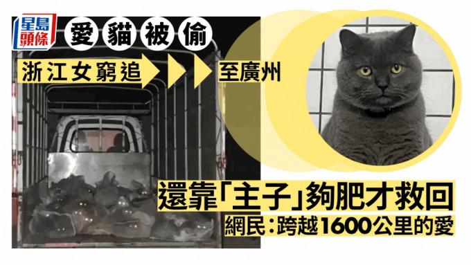 浙江女子追到廣州找到被偷的愛貓。