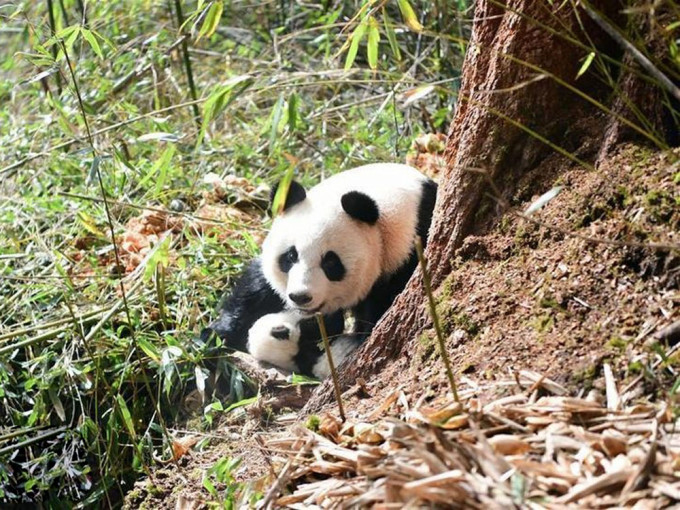 內地野生大熊貓數量達1800多隻，由瀕危降為易危。新華社資料圖片