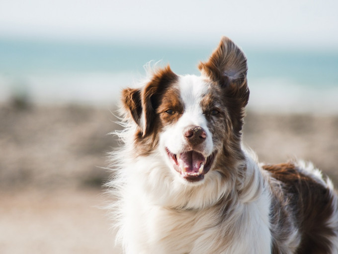 研究人員相信新的冠狀病毒相信是來自狗隻。Unsplash示意圖