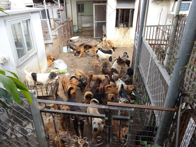 2014年2月，八乡村屋的收容所被发现无人看管，内有75只活狗和20具狗尸。香港大学提供