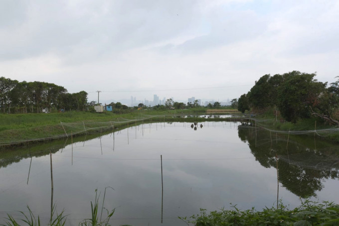 涉案魚塘位於元朗攸壆路近大生圍。歐陽偉光攝