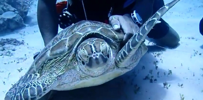 被繩索纏住的海龜。網上圖片