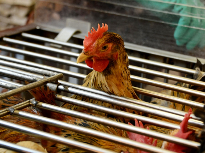 巴基斯坦爆发禽流感，本港暂停进口禽类产品。资料图片