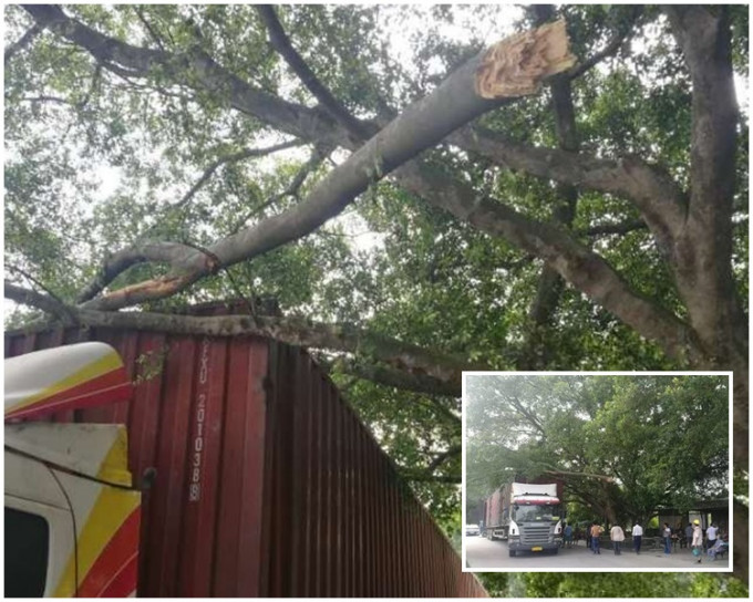 貨櫃車撞斷1條樹枝老榕樹。