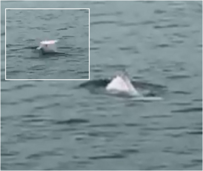 中华白海豚在将军澳海面出没。网民Ken Yip截图