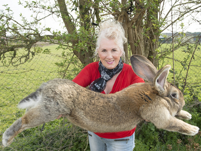 Darius 身长4.4英尺，2010年健力士世界纪录将她列为世界上最长的兔子。网图