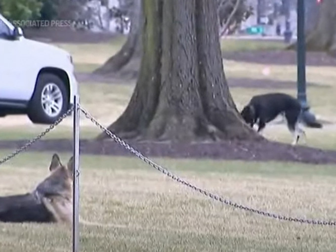 拜登两只宠物狗已入住白宫。AP影片截图