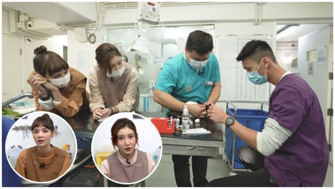 沈殷怡及徐㴓乔一同了解24小时兽医的工作。